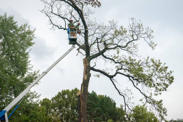 Best Tree Removal  in Blackshear, GA