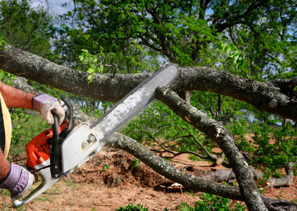How Our Tree Care Process Works  in  Blackshear, GA